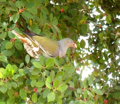 Image of African Green Pigeon