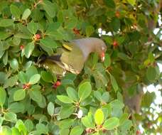 Image of African Green Pigeon