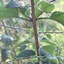 Imagem de Lantana camara subsp. aculeata (L.) R. W. Sanders