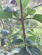 Image of Lantana camara subsp. aculeata (L.) R. W. Sanders