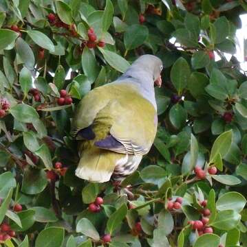 Image of African Green Pigeon