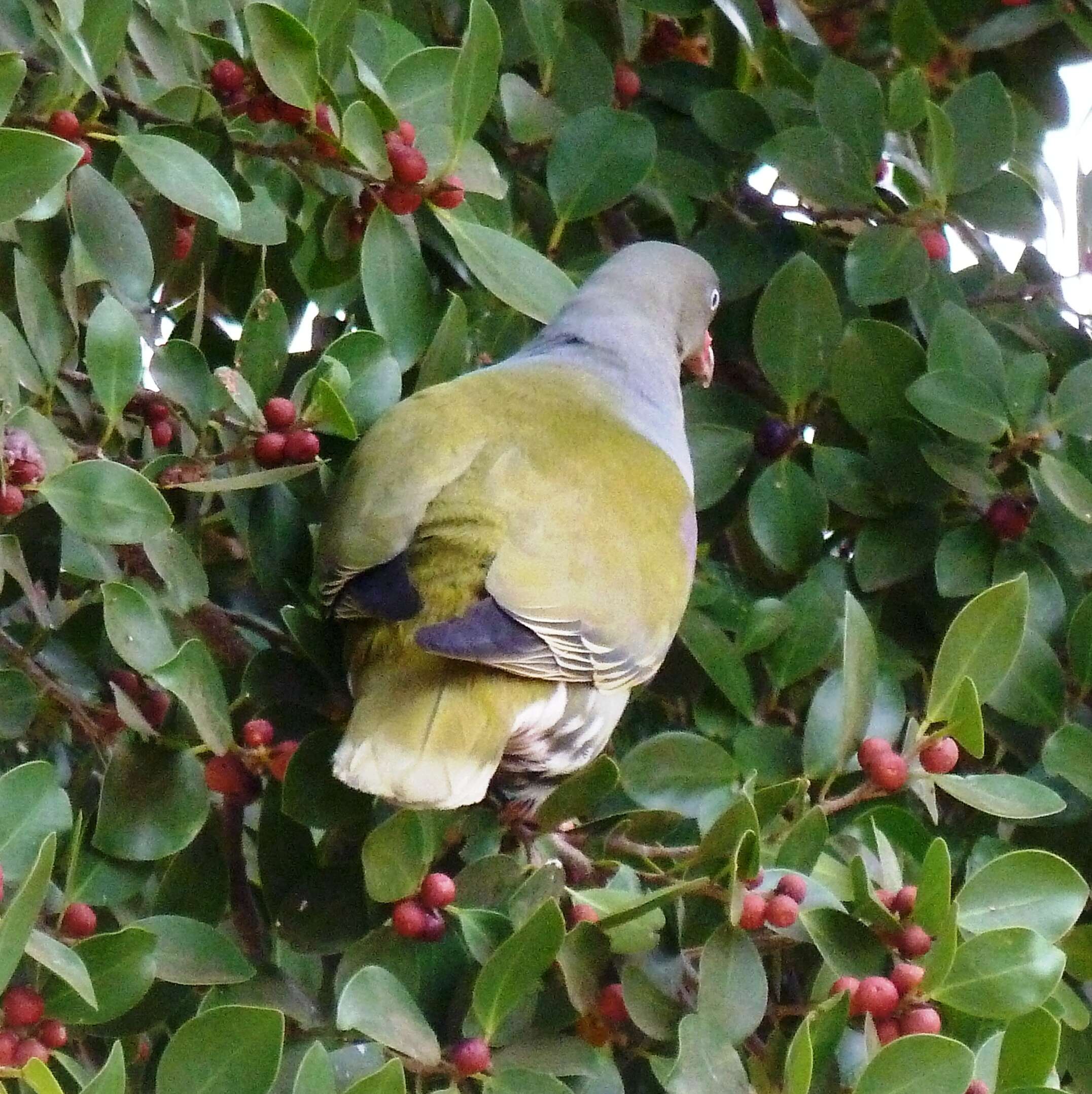 صورة Treron calvus (Temminck 1811)