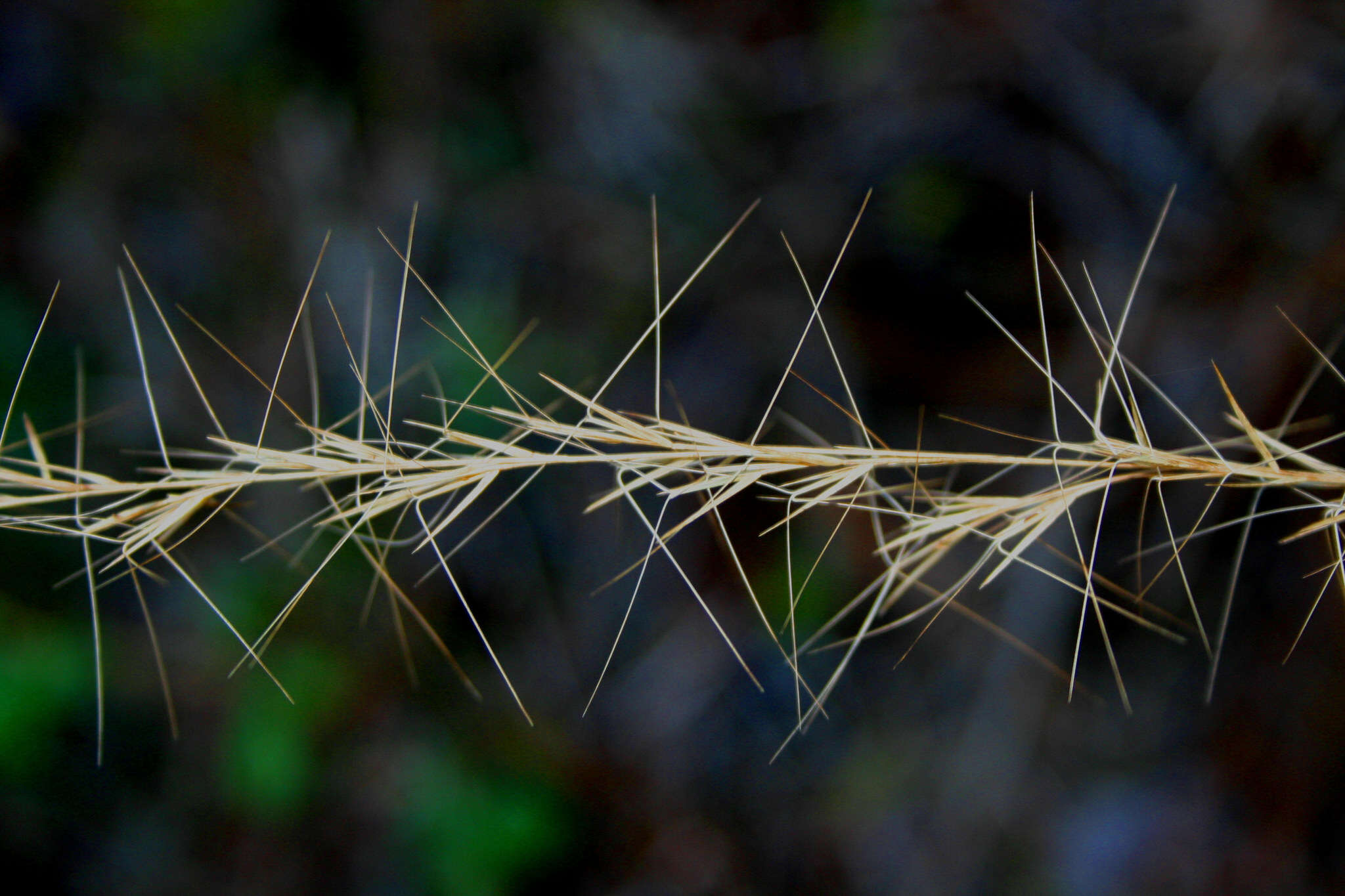 Imagem de Aristida purpurascens Poir.