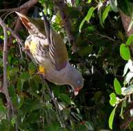 صورة Treron calvus (Temminck 1811)