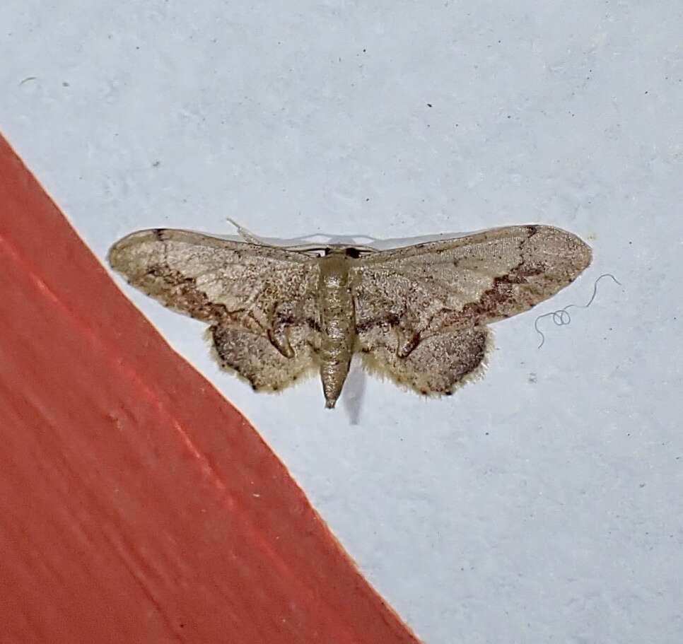 Image of Idaea violacea Hampson 1891