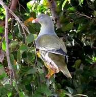 صورة Treron calvus (Temminck 1811)