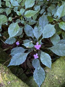 Image of Common wild impatiens