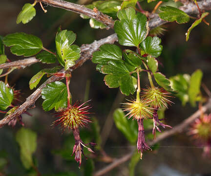 Image of shinyleaf currant