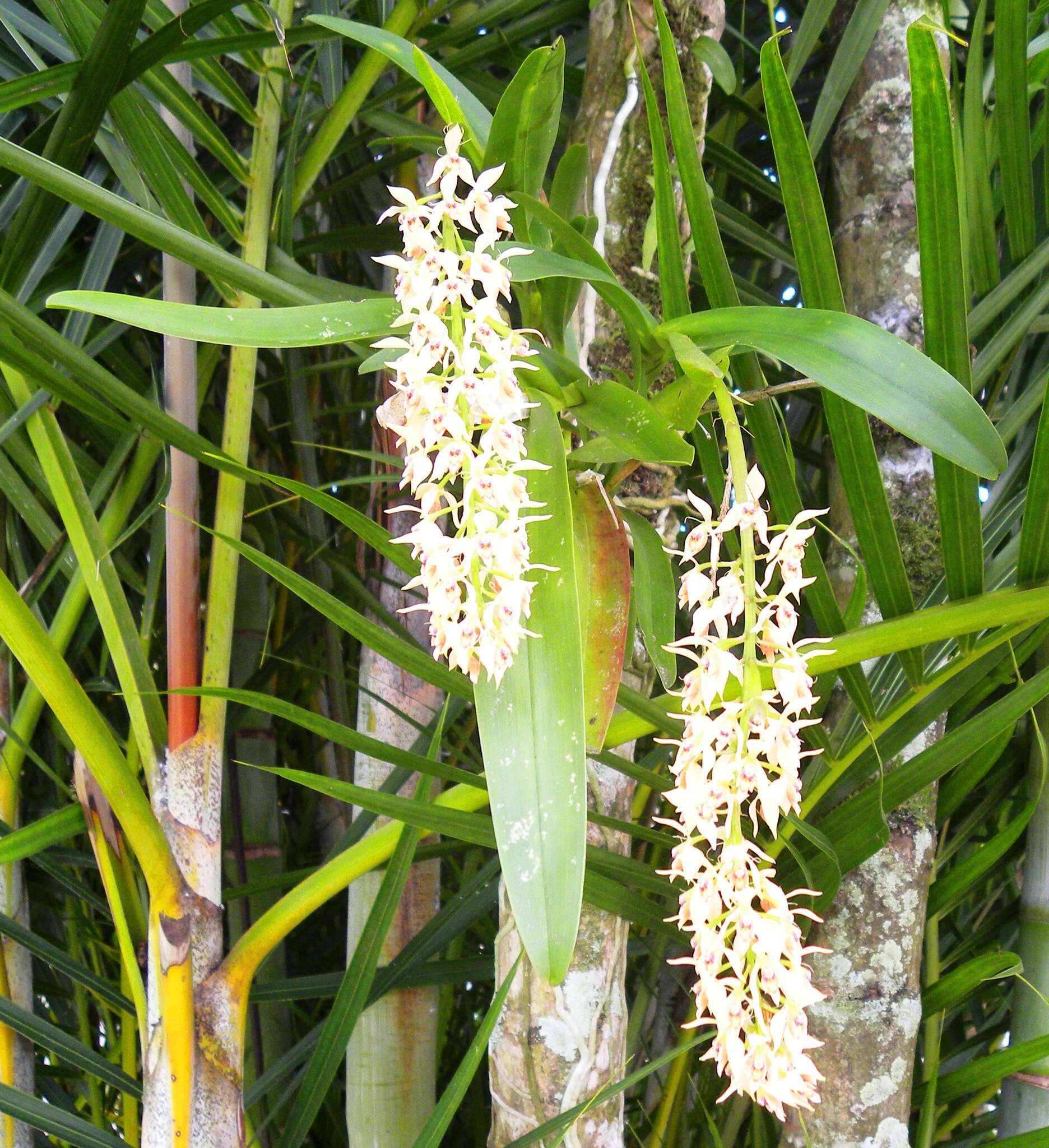 Image of Epidendrum ferrugineum Ruiz & Pav.