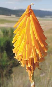 Imagem de Kniphofia uvaria (L.) Oken