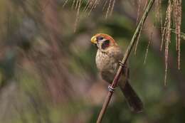 Paradoxornis guttaticollis David 1871 resmi