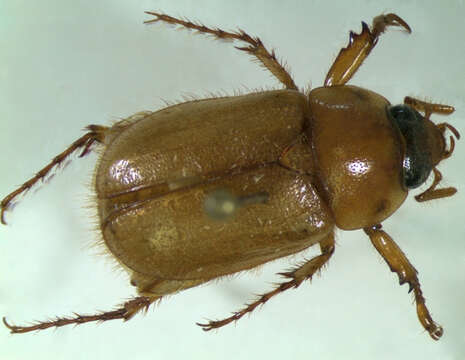 Image of Northern Masked Chafer