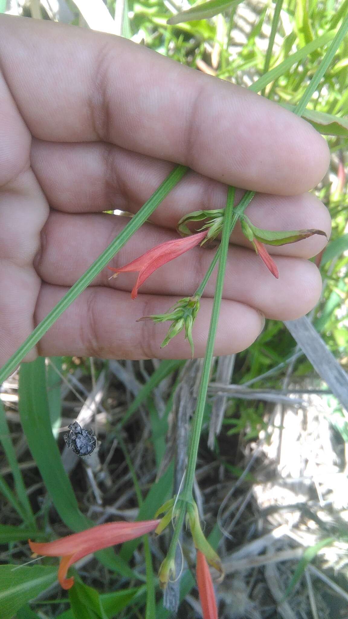 Imagem de Dicliptera squarrosa Nees