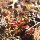 Image of Drosera andersoniana W. Fitzg. ex Ewart. & White