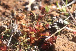 صورة Drosera andersoniana W. Fitzg. ex Ewart. & White