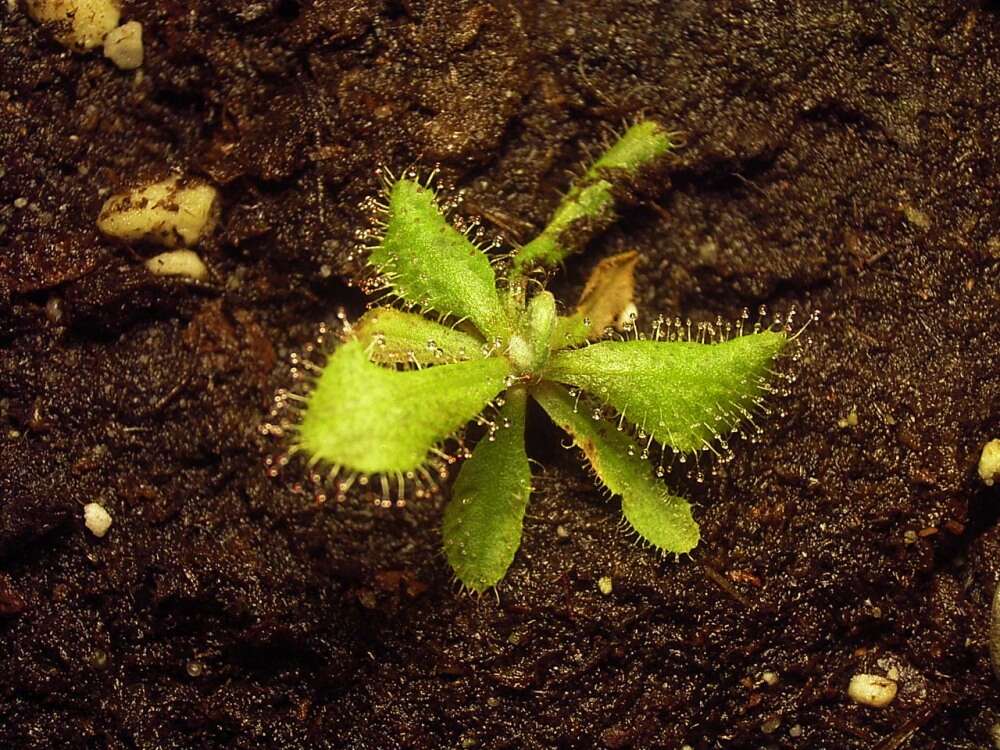 Image of Drosera adelae F. Muell.