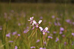 Image of Purple donkey orchid