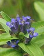 Image of Cross gentian