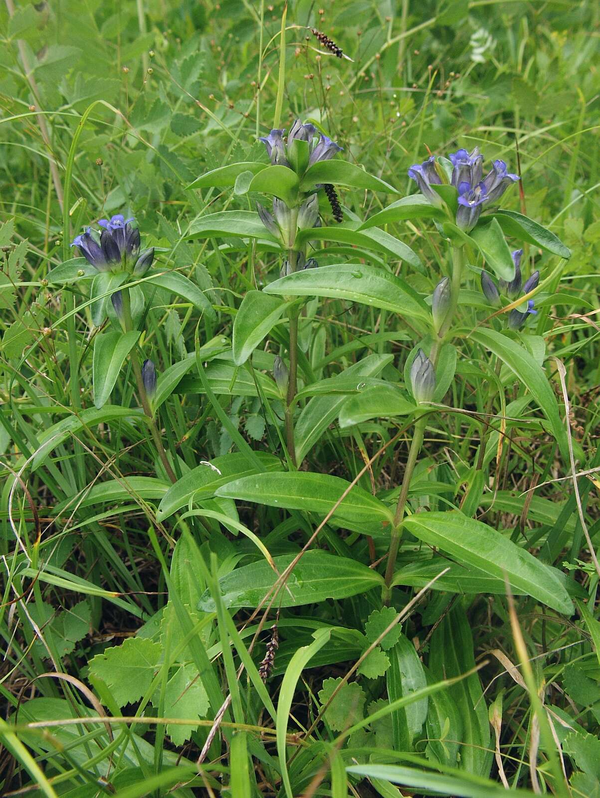 Image of Cross gentian