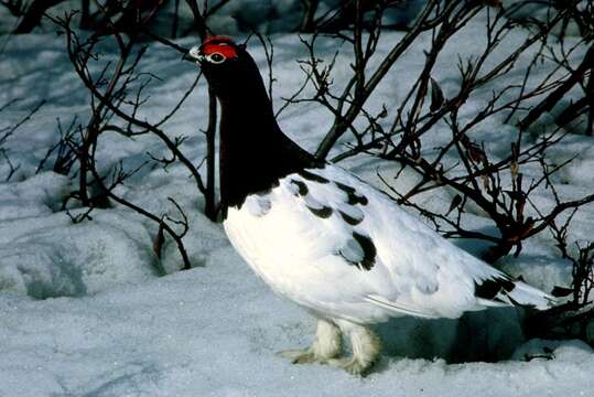 Image of Willow Grouse and Red Grouse