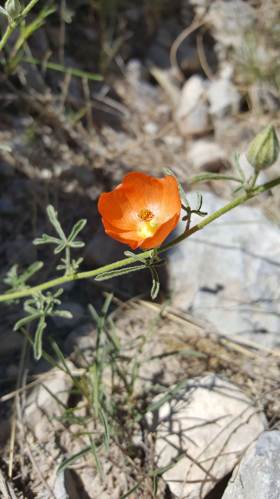 Sivun Sphaeralcea digitata (Greene) Rydb. kuva