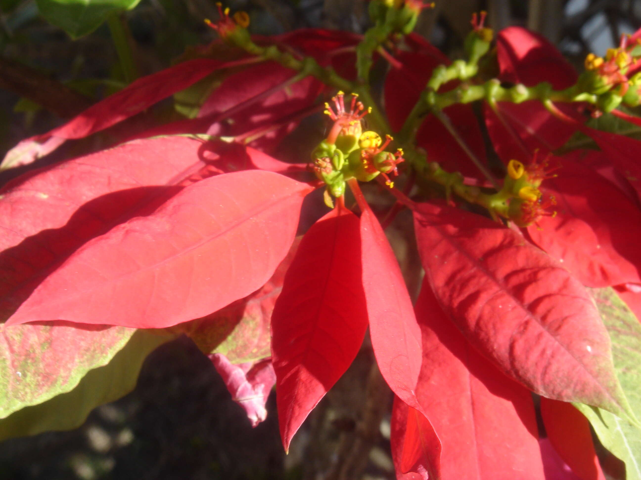 Image of poinsettia