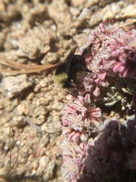 Image of southern alpine buckwheat