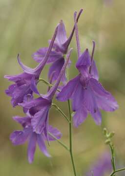 Image of forking larkspur