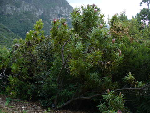 Image of Narrowleaf protea