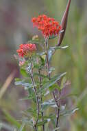 Imagem de Asclepias tuberosa subsp. rolfsii (Britt. ex Vail) Woods.