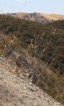 Image of protruding buckwheat