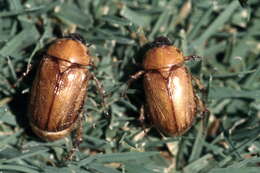 Image of Masked Chafers