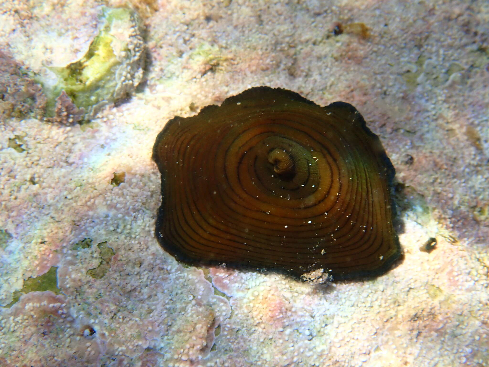 Image of Girdle anemone