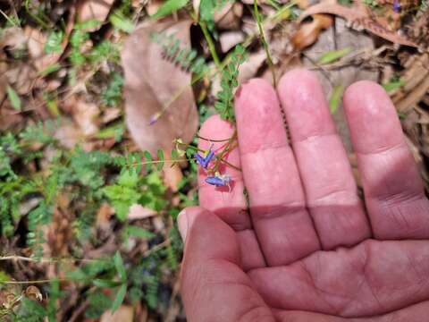 Plancia ëd Swainsona brachycarpa Benth.