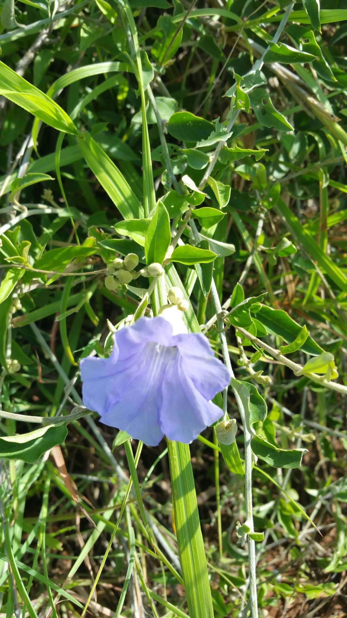 Image of Bonamia spectabilis (Boj. ex Choisy) Hall. fil.