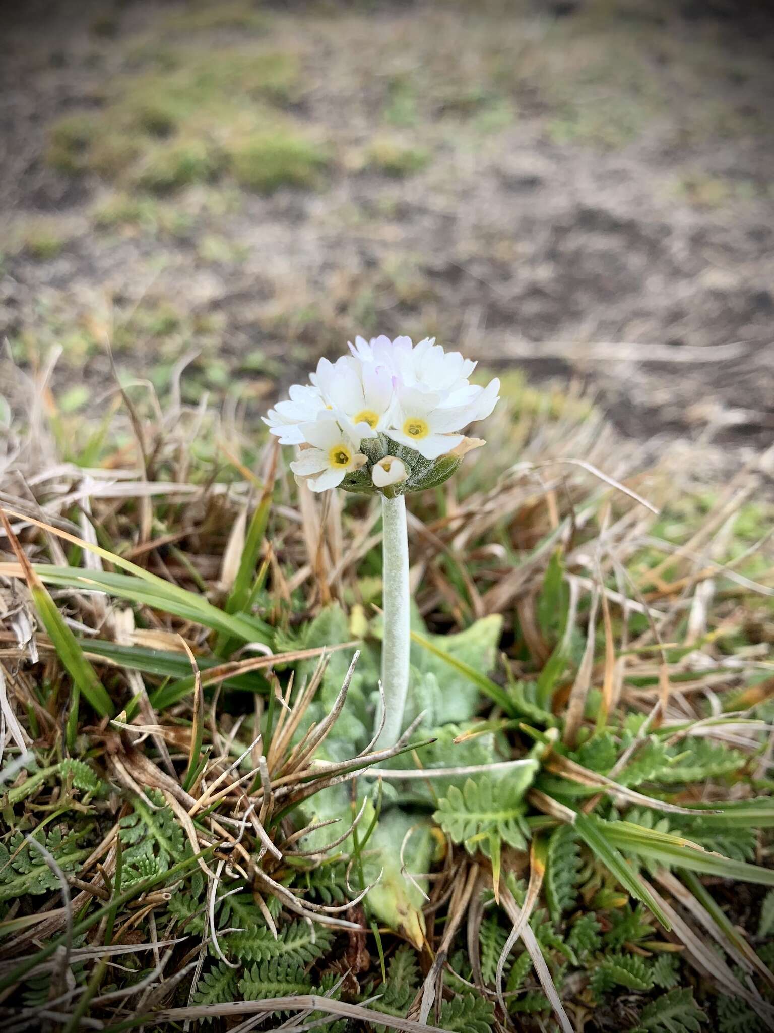 Image of Primula magellanica Lehm.