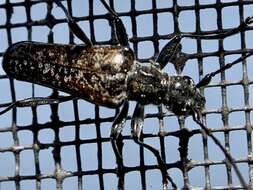 Image of Mottled Longhorned Beetle