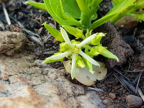 صورة Pygmaeothamnus zeyheri (Sond.) Robyns