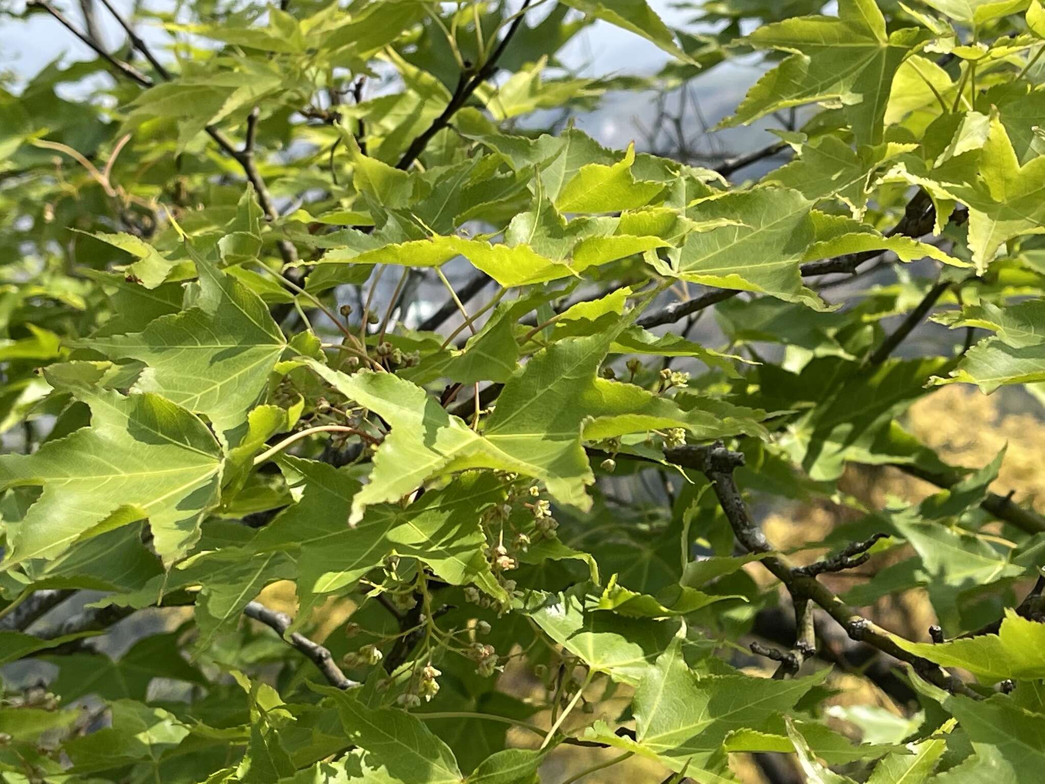 صورة Acer oliverianum subsp. formosanum (Koidz.) E. Murray