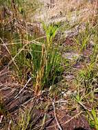 Image of Juncus beringensis Buch.