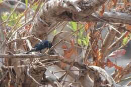 Image of Blue Seedeater