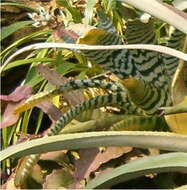 Image of Aechmea chantinii (Carrière) Baker