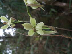 Image of Oliveriana egregia Rchb. fil.