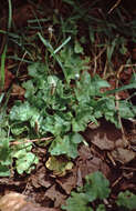 Image of Plantago palmata Hook. fil.