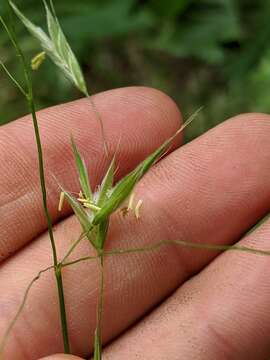 Image of Nottoway Valley brome