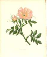 Image of dog rose