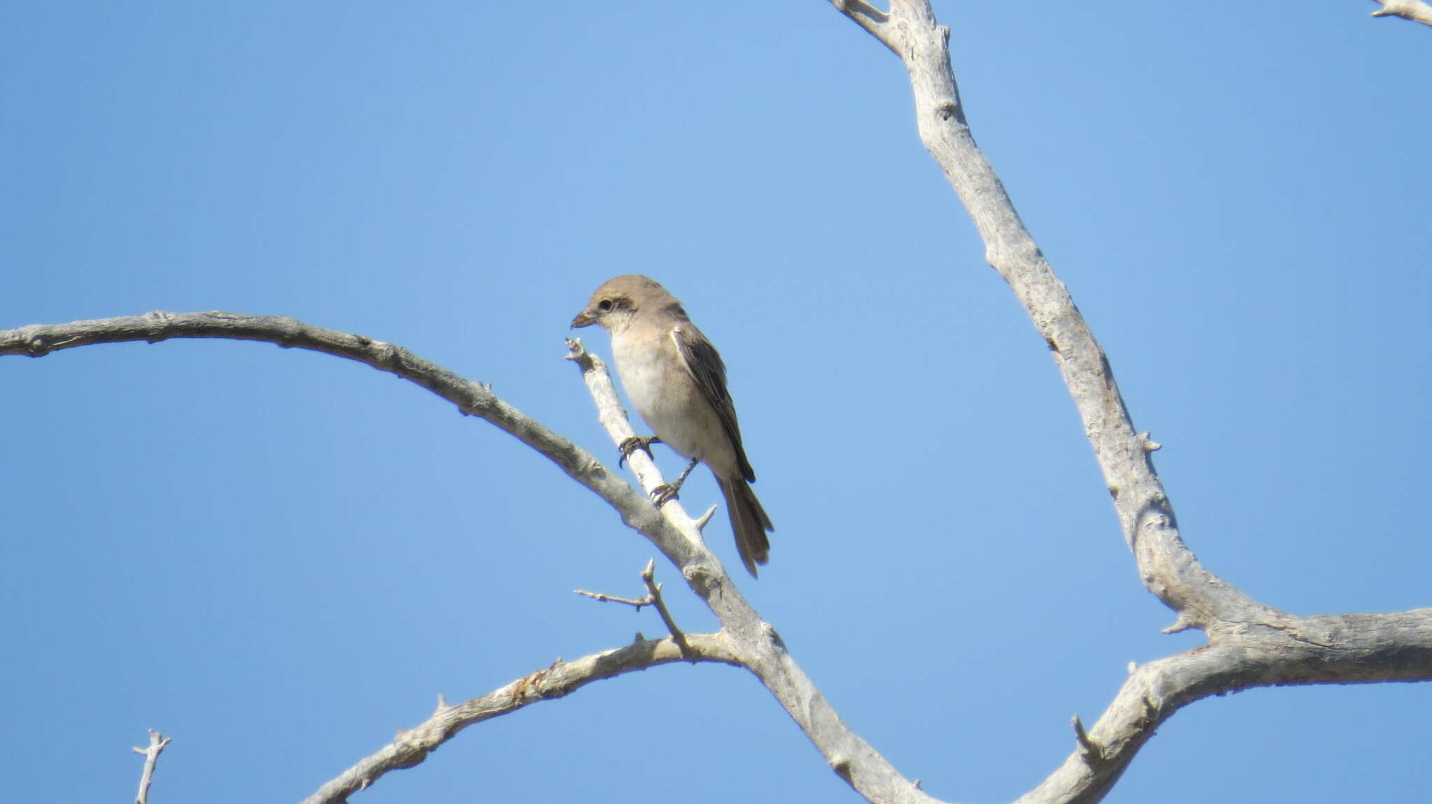 Image of Isabeline Shrike