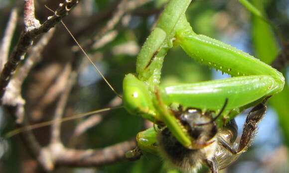 Image of Sphodromantis