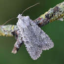 Image of grey shoulder-knot