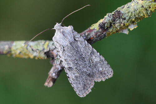 Image of grey shoulder-knot